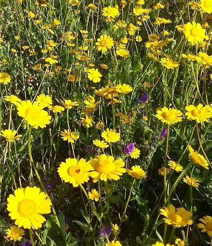 Casa de hóspedes Quinta Do Eido Póvoa de Lanhoso